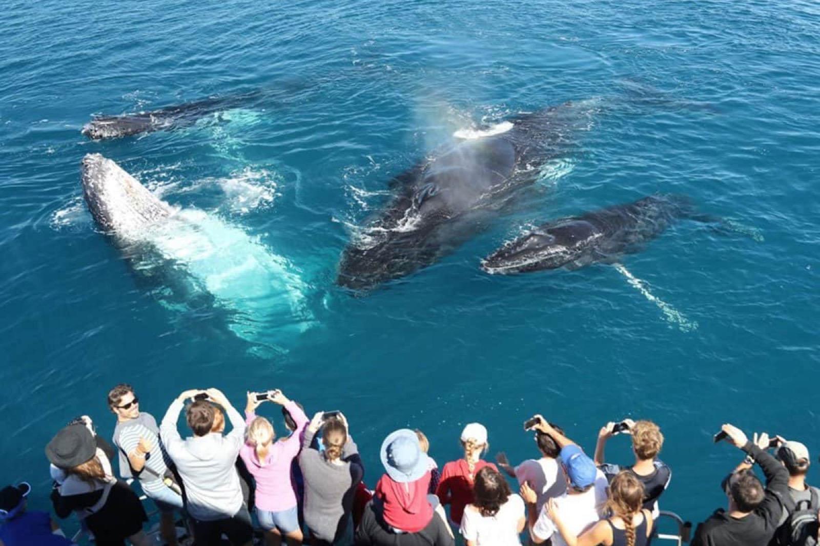 Whale watching off Mirissa